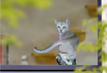 猫スタッフたちがお出迎え猫のお部屋で触れ合いも